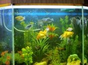 Ученые: рыбки-цихлиды используют для общения мочу