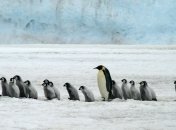 Пингвины под угрозой вымирания в связи с Brexit
