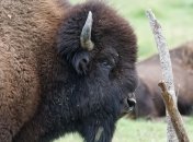 В Британии впервые за 6000 лет появятся дикие зубры