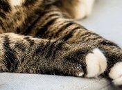 Обвиняется кот. В Остроге 4-месячный малыш стал жертвой домашнего любимца: подробности трагедии 