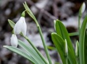 Синоптик рассказал, когда в Украину придет весна