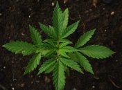 Комитет ВР по правам человека поддержал петицию о легализации медицинской марихуаны