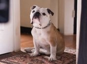 На Каннском кинофестивале наградили собаку 