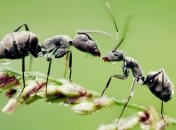 В чем муравьи являются рекордсменами? 