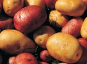 Европа оказалась под угрозой неурожая картофеля