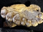 Находка в Израиле меняет взгляд на эволюцию человека (Фото)