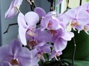 Ефективне підживлення для орхідей