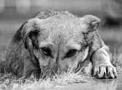 В Киеве активизировались догхантеры: владельцев собак предупредили об опасности