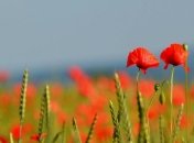 Украинцам завтра обещают тепло, местами - грозы