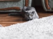 Килим буде як новенький після такого прибирання