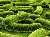 Так ли полезны пробиотики для здоровья?