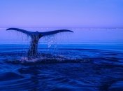 Климатические изменения сильно ударят по популяции китов в южной части планеты