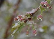 Начало апреля будет холодным: украинцам обещают ночные морозы и сильный ветер