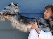 Умер самый длинный в мире кот