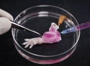 Ученым удалось вырастить конечность в лабораторных условиях