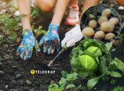 Сажайте овощи грамотно