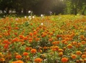 Прогноз погоды на 4 августа: во вторник будет тепло и солнечно