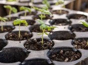 Рассада будет расти, если знать несколько нюансов