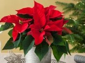 Такой праздничный цветок помогает мужчинам и женщинам обрести уверенность