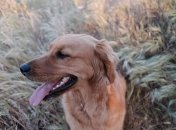 Неделя будет отличной для Тельцов, Близнецов и Скорпионов