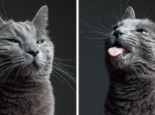 Юморная модель, или что будет, если оставить свою кошку у друга-фотографа