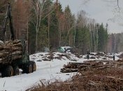 В Луганской области были незаконно срублены 9 тысяч сосен 