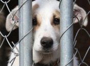 В Украине полиция открыла дело за жестокое обращение с животным 