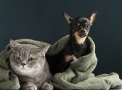 Веселый тест по картике для хорошего настроения