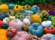 Названы благоприятные и неблагоприятны дни для работы в огороде и саду