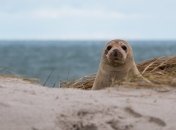 На берегу Каспийского моря нашли сотни мертвых краснокнижных тюленей: появились фото