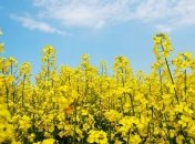 Прогноз погоды на 1 августа: на выходных будет тепло и солнечно