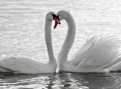 В Севастополь зимовать прилетели более 2-х сотен лебедей 