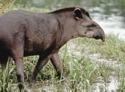 Голод в Венесуэле: из зоопарков для еды воруют животных