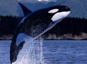 Ученые научили косаток имитировать человеческую речь (Видео)