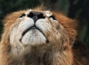 В зоопарке царь зверей загрыз свою подругу