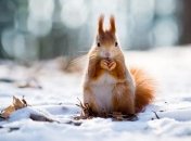 Аномальный декабрь: в Украине будет тепло и без осадков