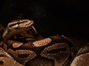 Сломал систему: в Британии мужчина использовал змею вместо медицинской маски (Фото) 