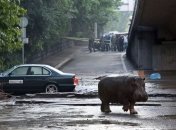 Новый зоопарк в Тбилиси построят возле водохранилища