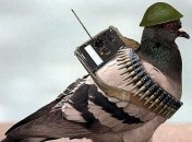 В Індії голуба звинуватили у шпигунстві на Китай та "арештували" на 8 місяців