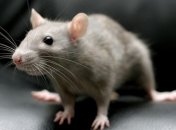 У крыс обнаружили способность мечтать во сне