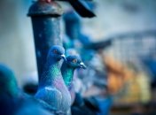 Птицы больше не будут досаждать