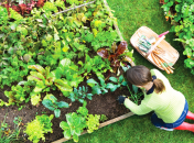 Нашатир дуже легко засвоюється рослинами