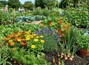 Ці рослини природно відлякують попелицю, мошку, білокрилку, слимаків тощо