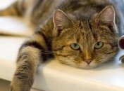 Кошки вовсе не ленивые: доказано учеными 