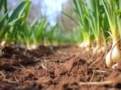 Озимый чеснок тоже любит свет и тепло