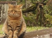 В США коронавирус обнаружили у двух котов