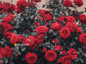 Квітам потрібен постійний догляд