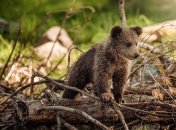 Никифоров день: приметы и обряды 26 марта