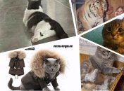 Пляжные, утепленные и игривые: лучшие мемы о котах за неделю