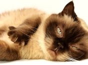 Юморные животные для веселого настроения